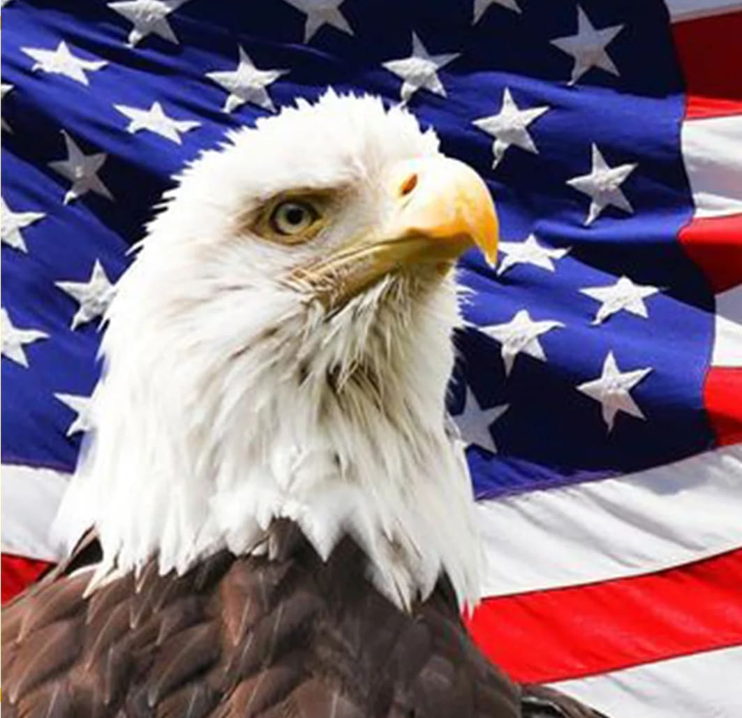 A bald eagle is standing in front of the american flag.